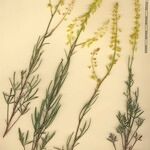 Reseda stricta Diğer