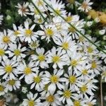 Symphyotrichum ericoides Кветка