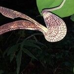 Aristolochia ringens Floro