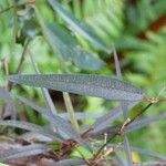 Trichosandra borbonica Leaf