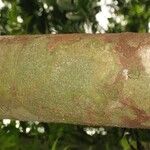 Aniba parviflora Кора