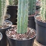 Trichocereus macrogonus Bark