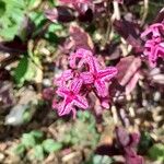 Pseuderanthemum carruthersii Flower