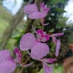 Ionopsis utricularioides ᱵᱟᱦᱟ