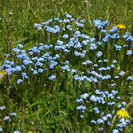 Myosotis asiatica Flor