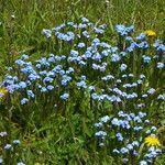 Myosotis asiatica Fiore