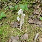 Monotropa unifloraFlower