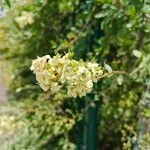 Lawsonia inermis Flower