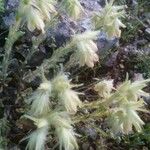 Onosma pseudoarenaria फूल