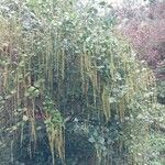 Itea ilicifolia Агульны выгляд