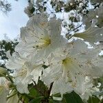 Rhododendron decorum Flor