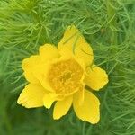 Adonis vernalis花