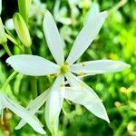 Anthericum liliago Květ