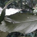 Cyrtogonone argentea Blatt