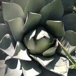 Agave parryiList