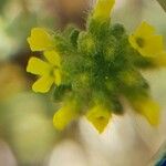 Alyssum alyssoides Квітка
