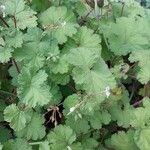 Pelargonium mossambicense Other