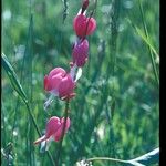 Dicentra spectabilis Цвят