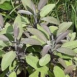 Salvia fruticosa Habit