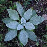 Verbascum boerhavii Feuille