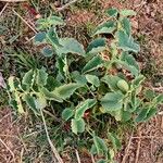 Aristolochia bracteolata Pokrój