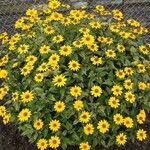 Heliopsis helianthoides Costuma