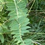 Astragalus alopecurus 葉
