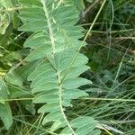 Astragalus alopecurus Blatt