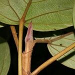Coussapoa villosa Frukt