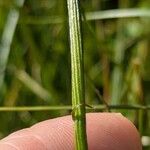 Crepis aurea Kabuk