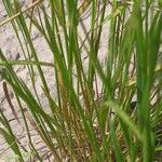 Agrostis stolonifera Leaf