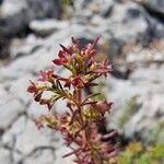 Thliphthisa purpurea Leaf