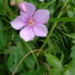 Heterotis rotundifolia Blüte