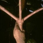 Anthostema aubryanum 樹皮