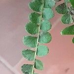 Asplenium viride Листок