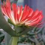 Astridia longifolia Flower