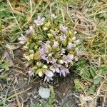 Gentianella ramosa Λουλούδι