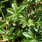 Alchemilla saxatilis 叶