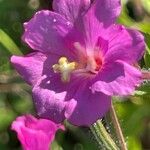 Epilobium hirsutumŽiedas