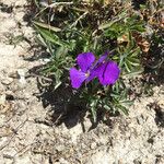 Viola calcarata Flower