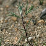 Linanthus dichotomus Habit