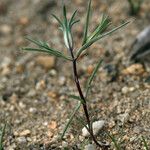 Linanthus dichotomus Habitatea