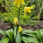 Erythronium tuolumnenseKvet