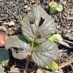 Rubus vestitus Blatt