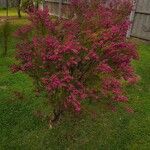 Boronia heterophyllaBloem