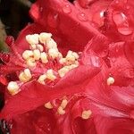 Hibiscus fragilis Flower