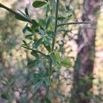 Cytisus spinosus Leht