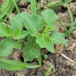 Solanum villosum Лист