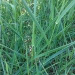 Elymus pungens Leaf