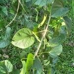 Cissus repens Leaf